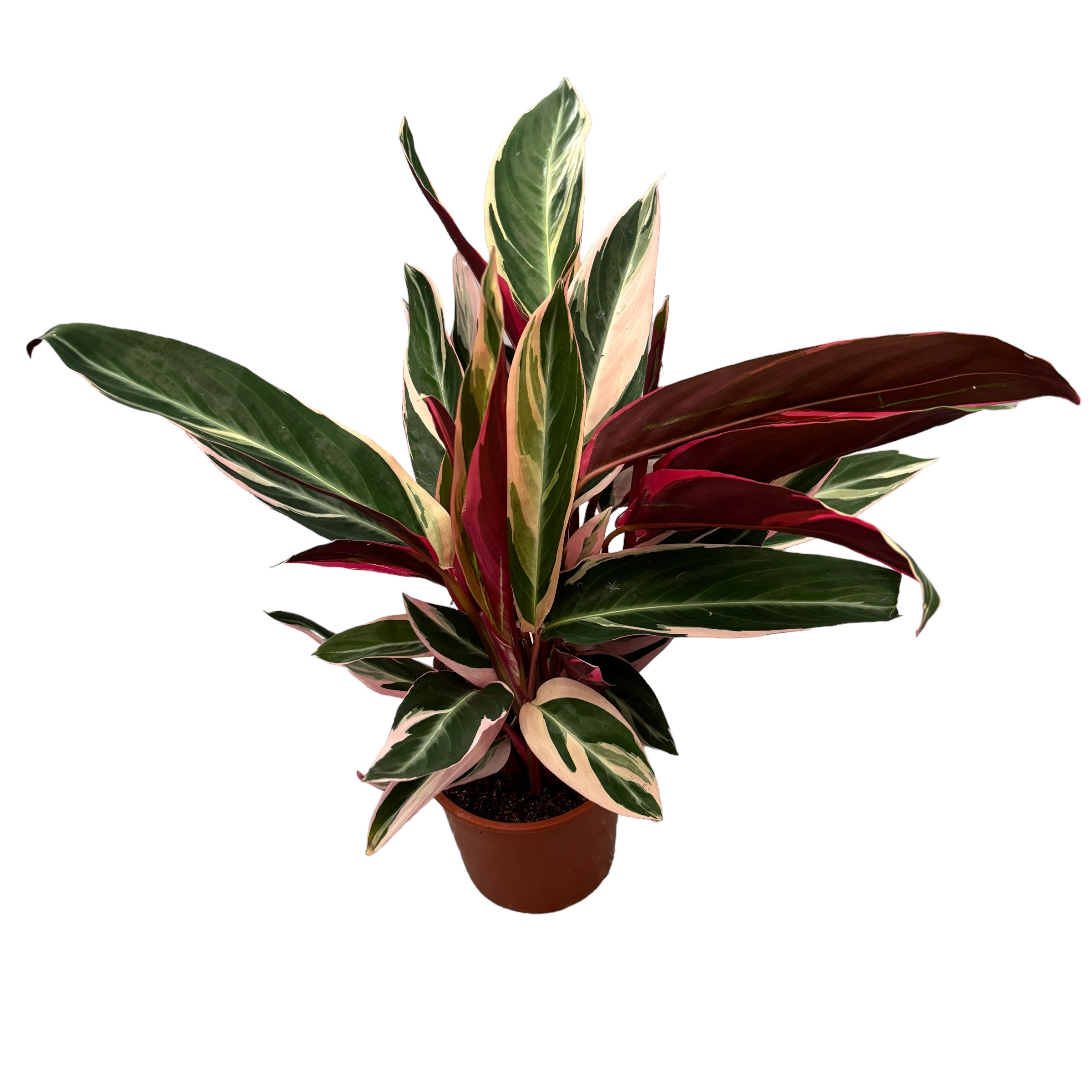 Calathea Triostar (Stromanthe Sanguinea Triostar) D14