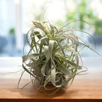 Tillandsia gardineri – petite plante aérienne à l'aspect argenté, élégante et minimaliste