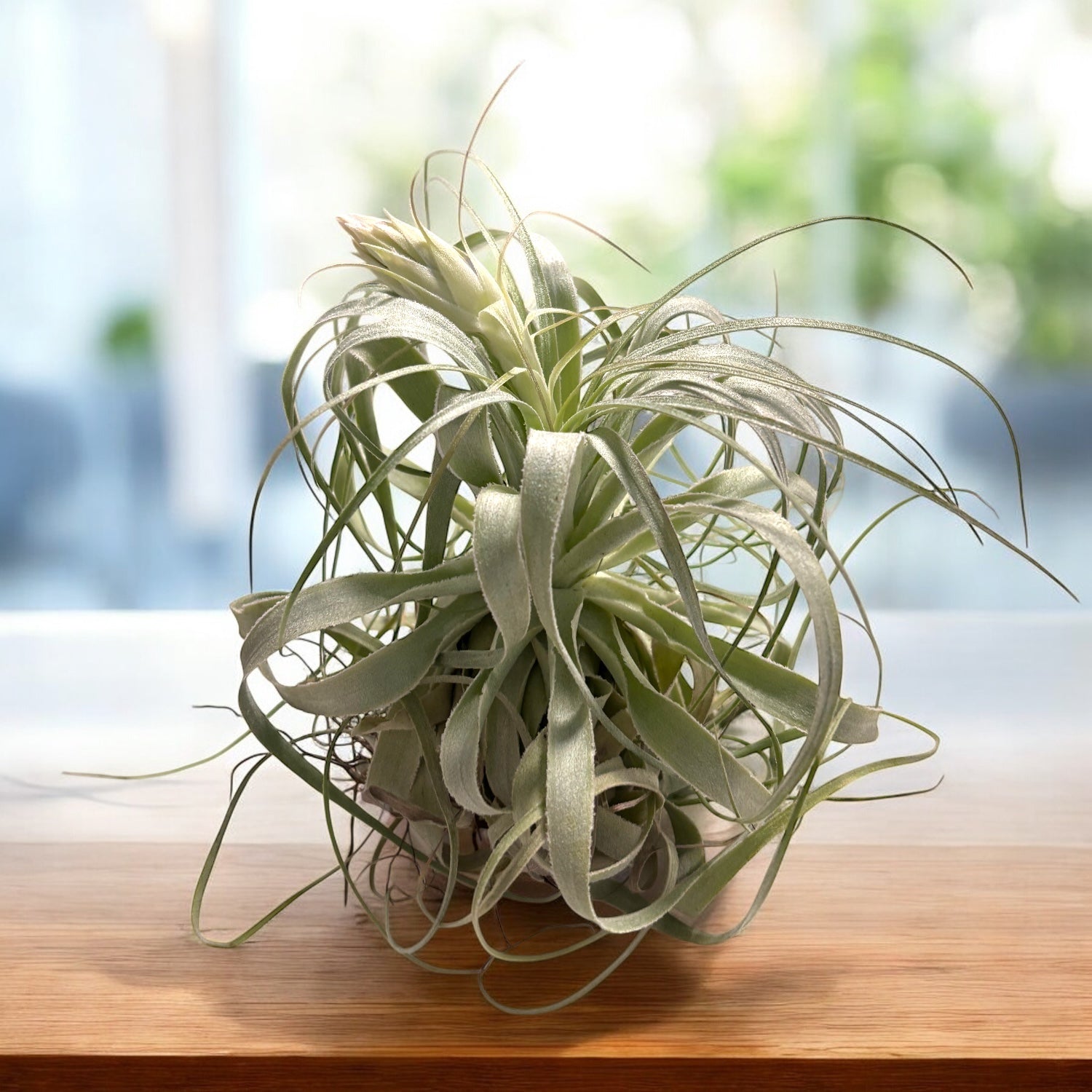 Tillandsia gardineri XL – plantuta de aer cu aspect argintiu, eleganta si minimalista
