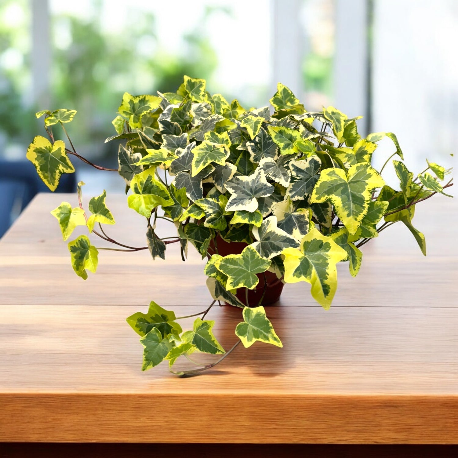 Iedera - Hedera helix 'Golden Kolibri' ('Midas Touch')