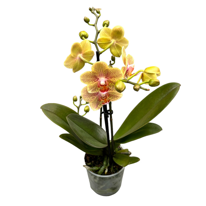 Phalaenopsis Chad