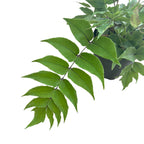 Zahradní kapradina - Cyrtomium fortunei var. clivicola