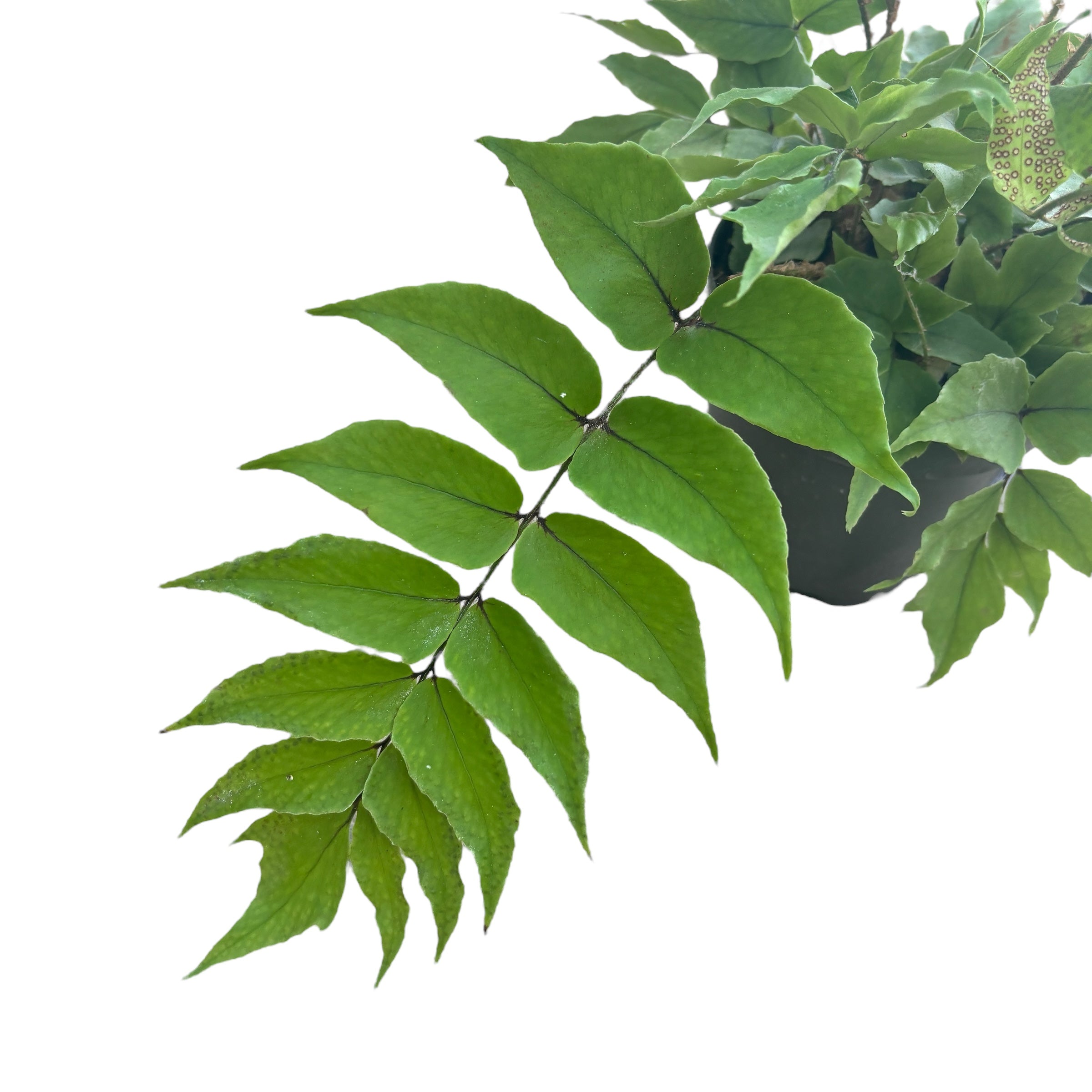 Feriga de gradina - Cyrtomium fortunei var. clivicola