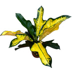 Croton Codiaeum variegatum 'Mrs Iceton' D12