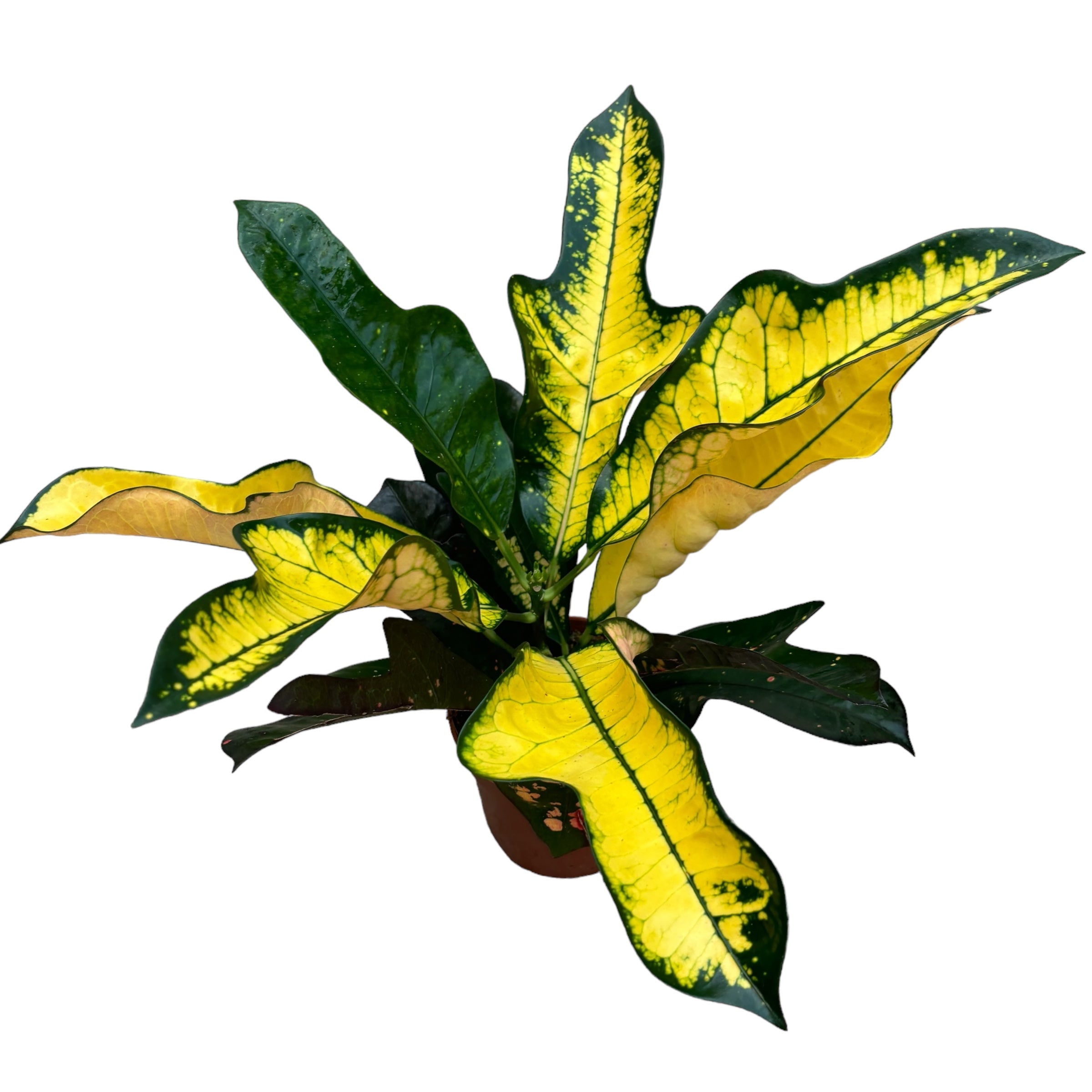 Croton Codiaeum variegatum 'Mrs Iceton' D12