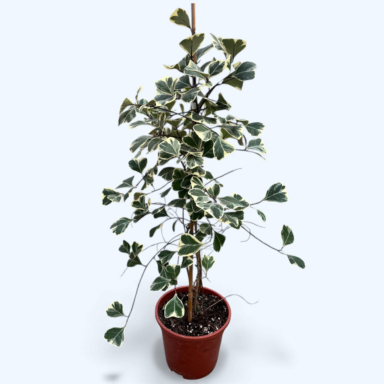 Ficus triangularis 'Sweetheart' variegata