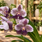 Vanda Divana Antique 'Mauve Plum' (ANSU)