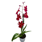 Burrageara Nelly Isler 'Red Velvet' intensely fragrant flowers