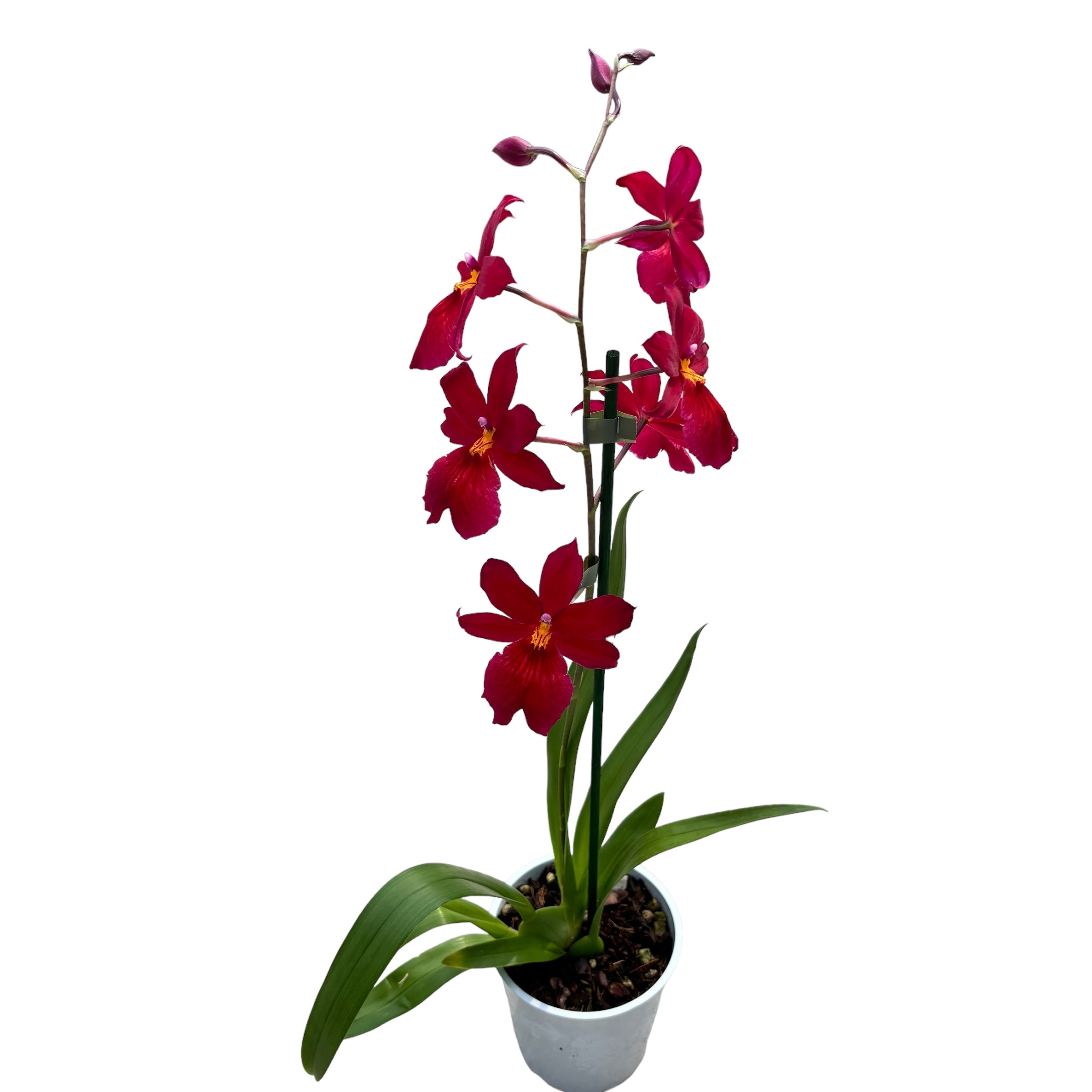 Burrageara Nelly Isler 'Red Velvet' intensely fragrant flowers