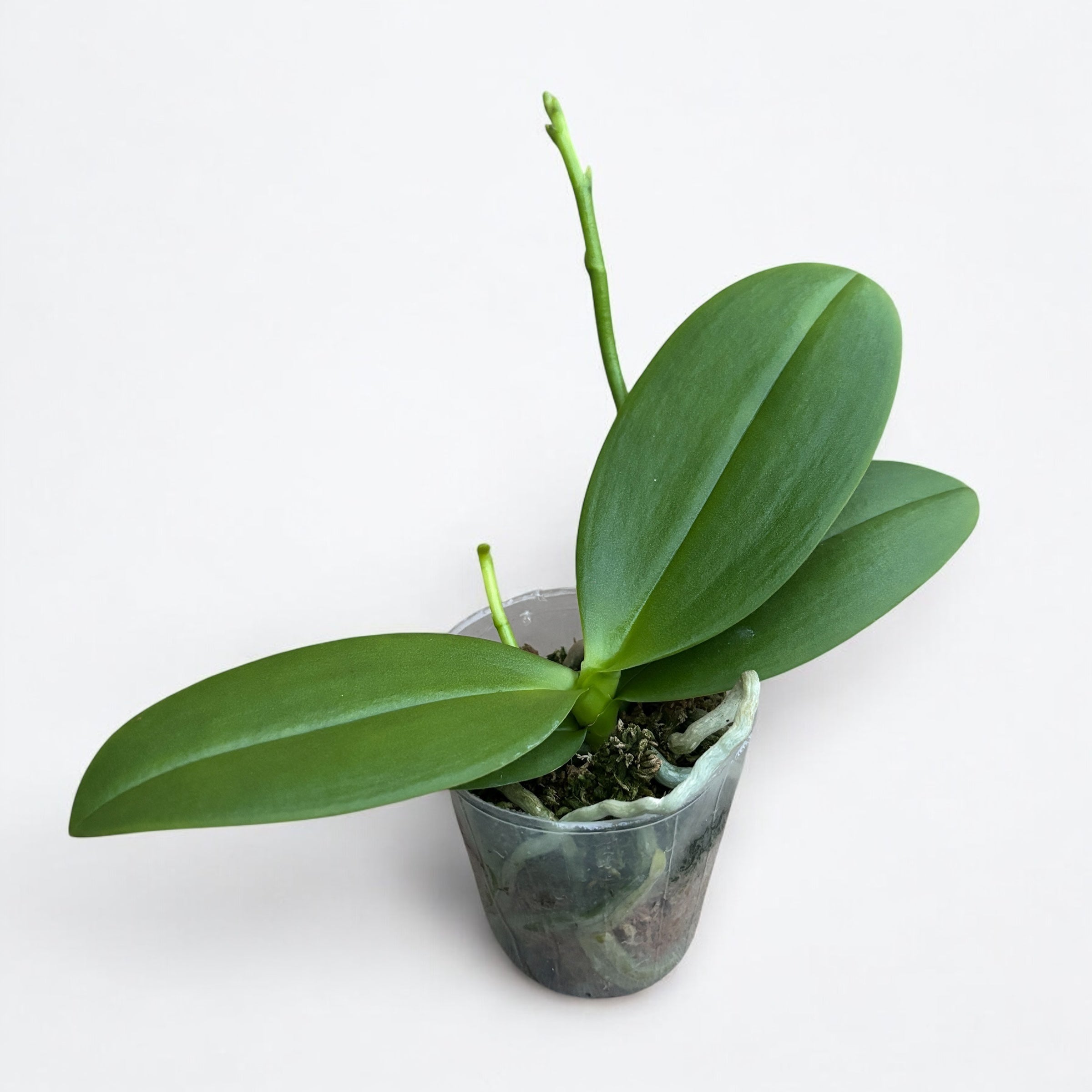 Phalaenopsis Miki Flowery Girl (peloric)