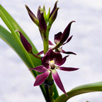 Encyclia 'Black Comet' (illatos virágok)