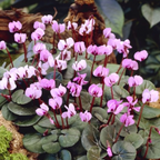 Cyclamen coum 'Ruby Star'