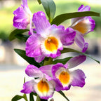 Dendrobium Angel Moon