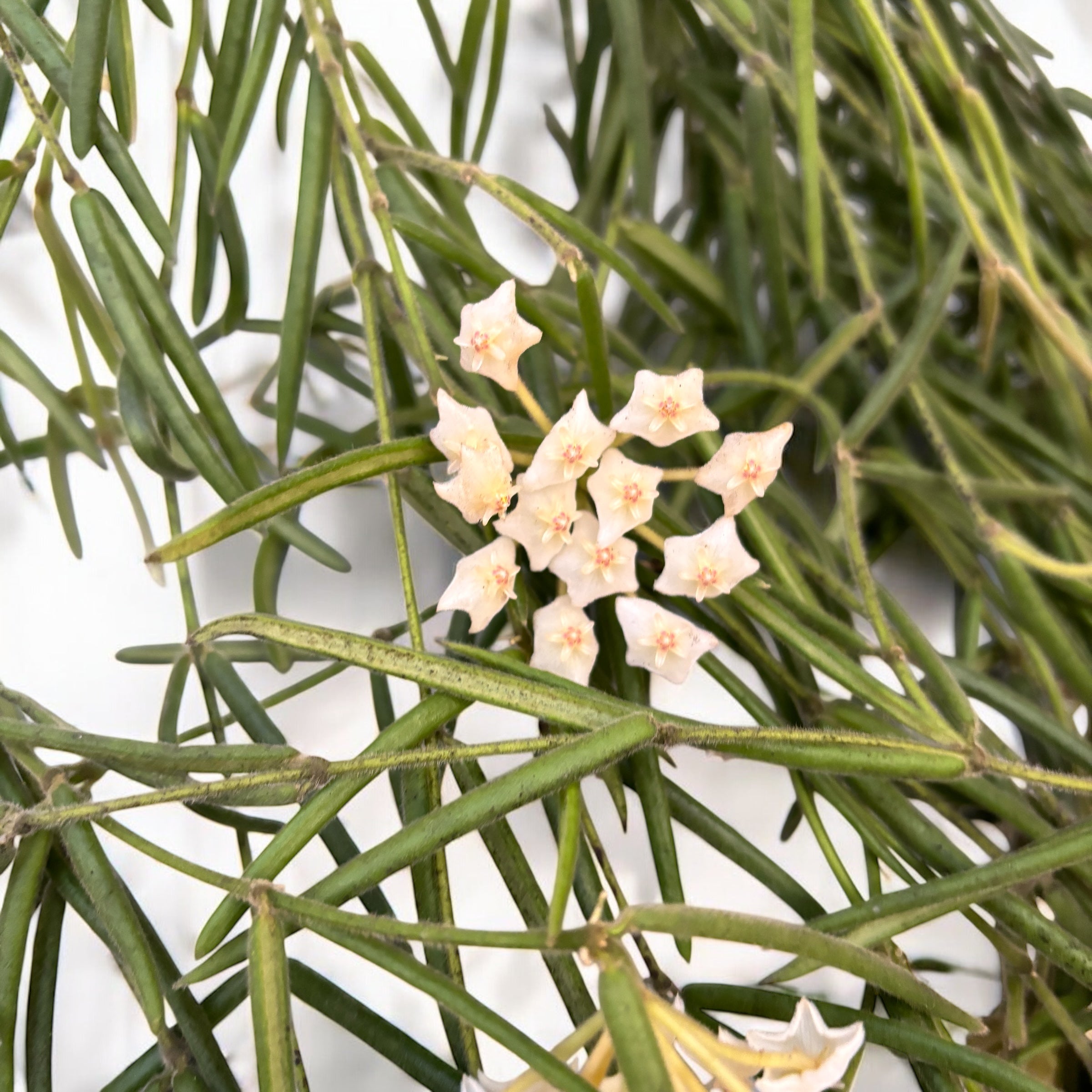 Hoya linearis - flori parfumate,  exemplare mari
