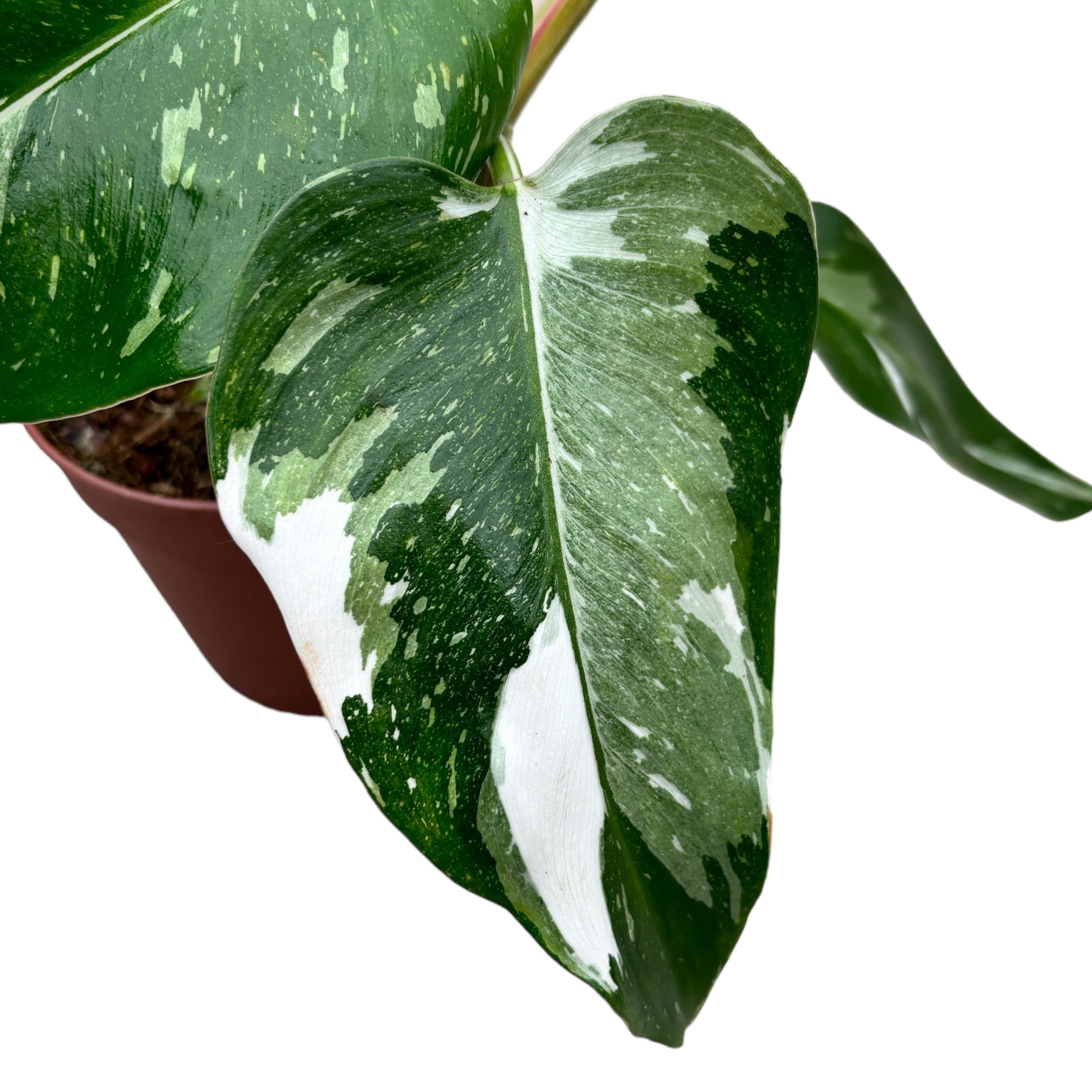 Philodendron erubescens 'White Princess' D12