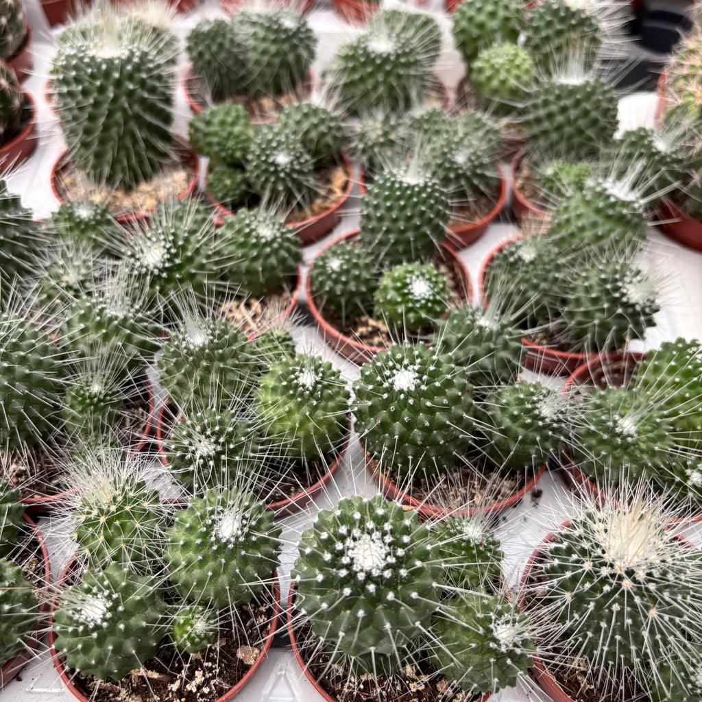 Mammillaria Spinosissima Un Pico