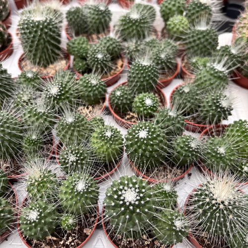Mammillaria Spinosissima Un Pico – Secret Garden Plant Shop