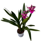 Miltonia Honolulu Warne's Best - voňavé kvety, vyvinuté exempláre