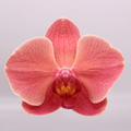 Phalaenopsis Narbonne