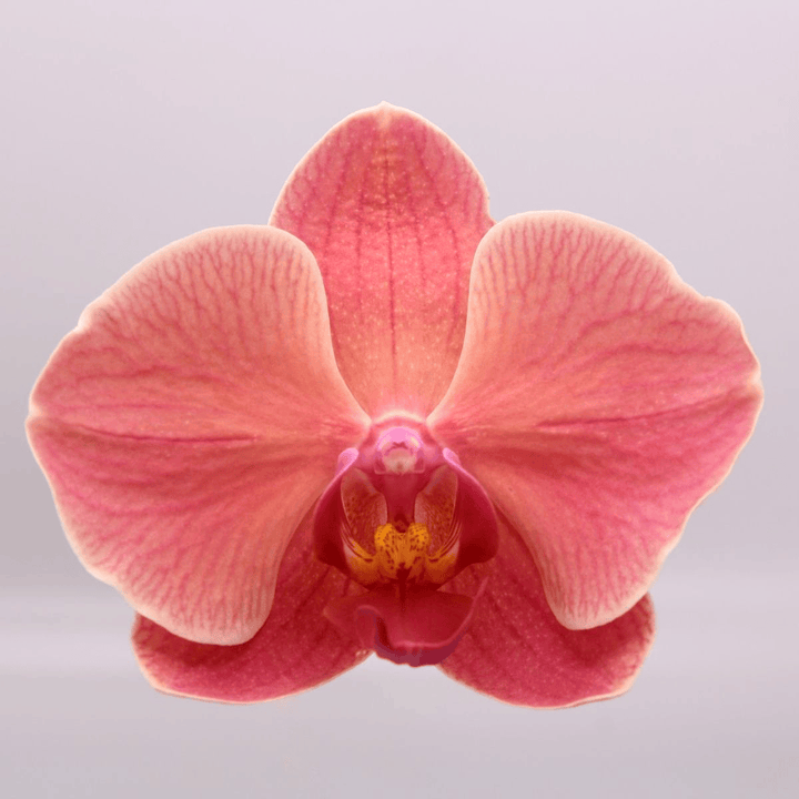 Phalaenopsis Narbonne