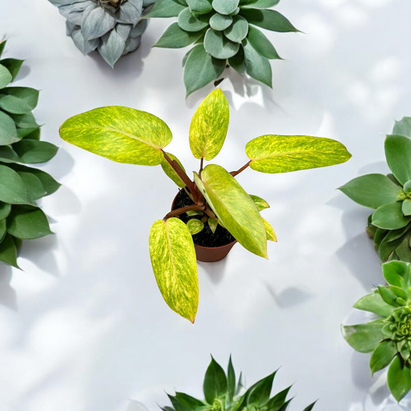 Philodendron 'Painted Lady' (Strauch)