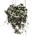 Ceropegia woodii ‘Silver Glory’ - Lantul inimilor (String of hearts)