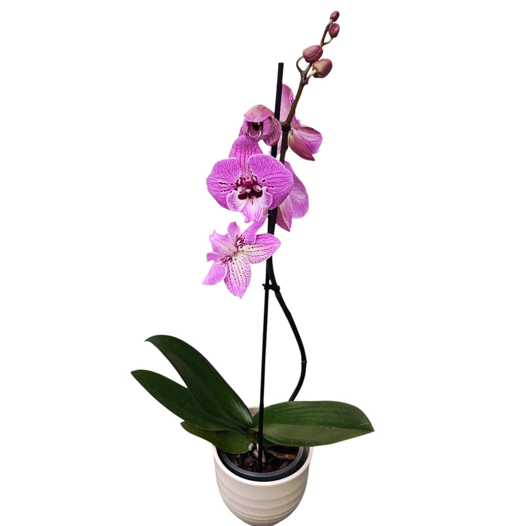 Phalaenopsis 'Limited #115' grande lèvre
