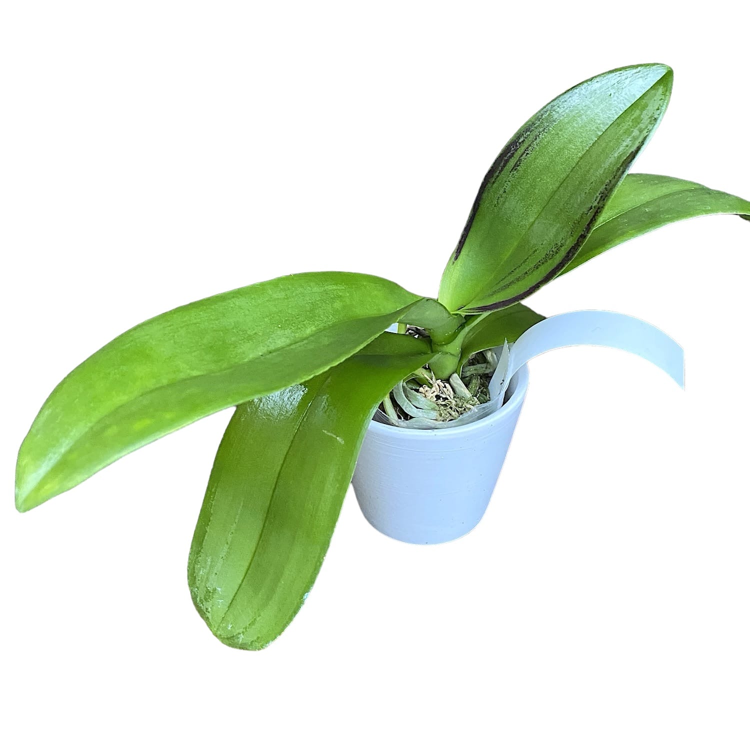 Phalaenopsis Fuller's Sunshine