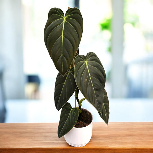 Philodendron melanochrysum (Schwarzer Gold-Philodendron) – Secret Garden  Plant Shop