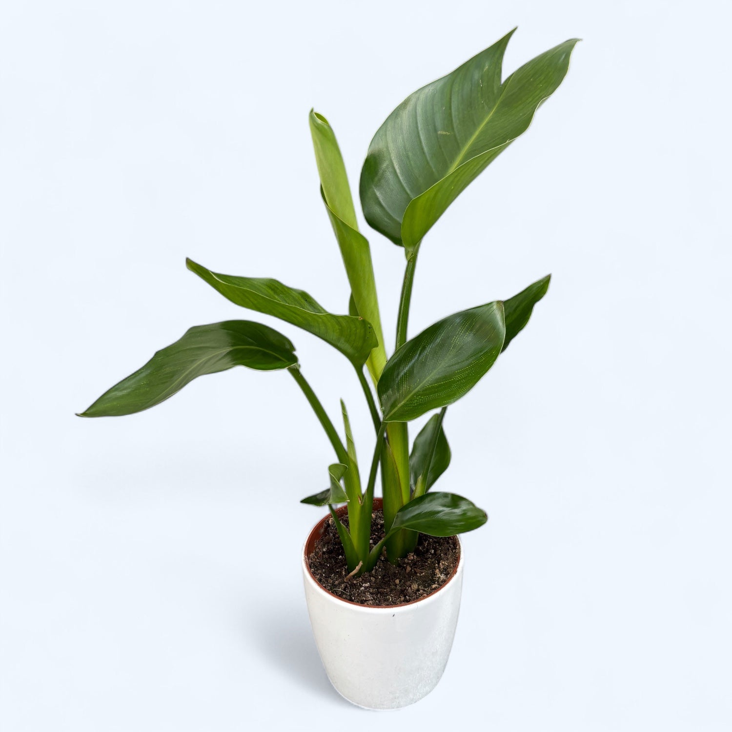 Strelitzia Nicolai - Pasarea Paradisului