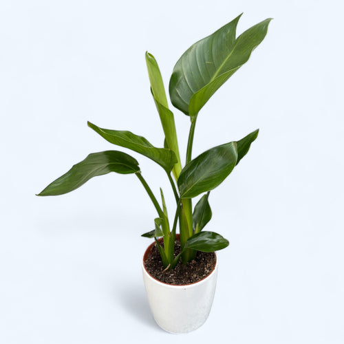 Strelitzia Nicolai