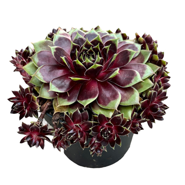 Sempervivum 'Coconut Crystal' (Earring Plant)