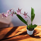 Oncidium (Cyrtocidium) Holm’s Wizard - lajike #09 - voimakkaasti tuoksuvat kukat