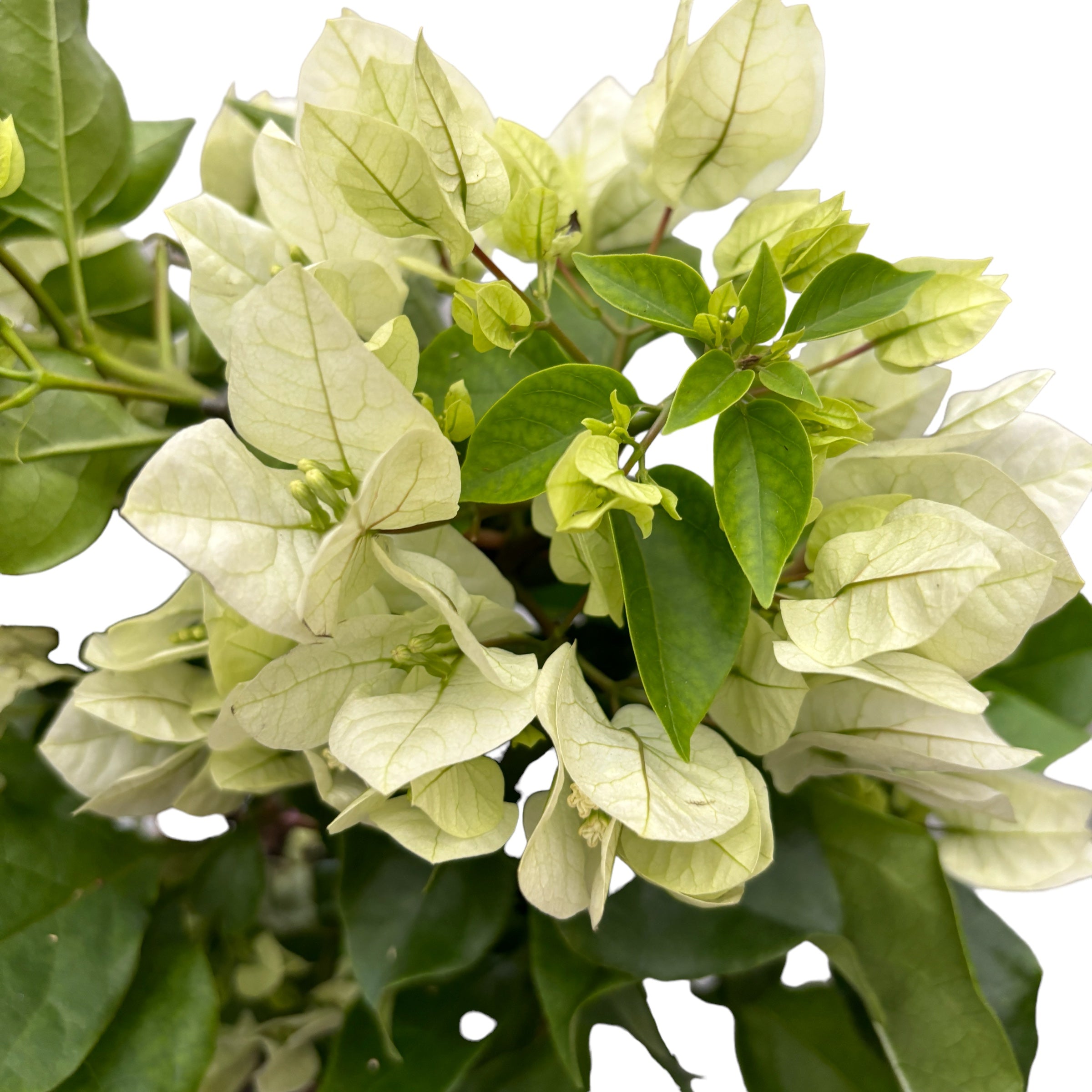 Bougainvillea 'Vera White’- Floarea de hartie alba