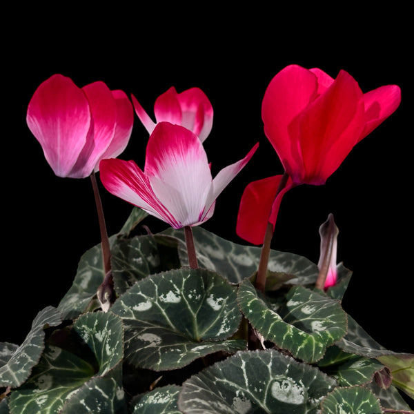 Cyclamen Indiaka