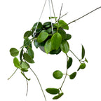 Hoya diptera (fleurs parfumées) D15 - spécimens développés