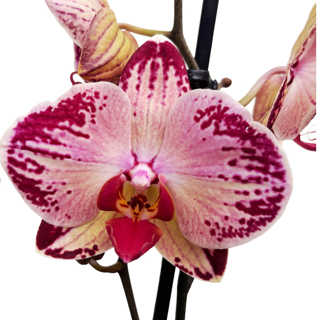 Phalaenopsis Paisaje