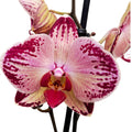 Phalaenopsis Paysage