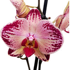 Phalaenopsis Paysage