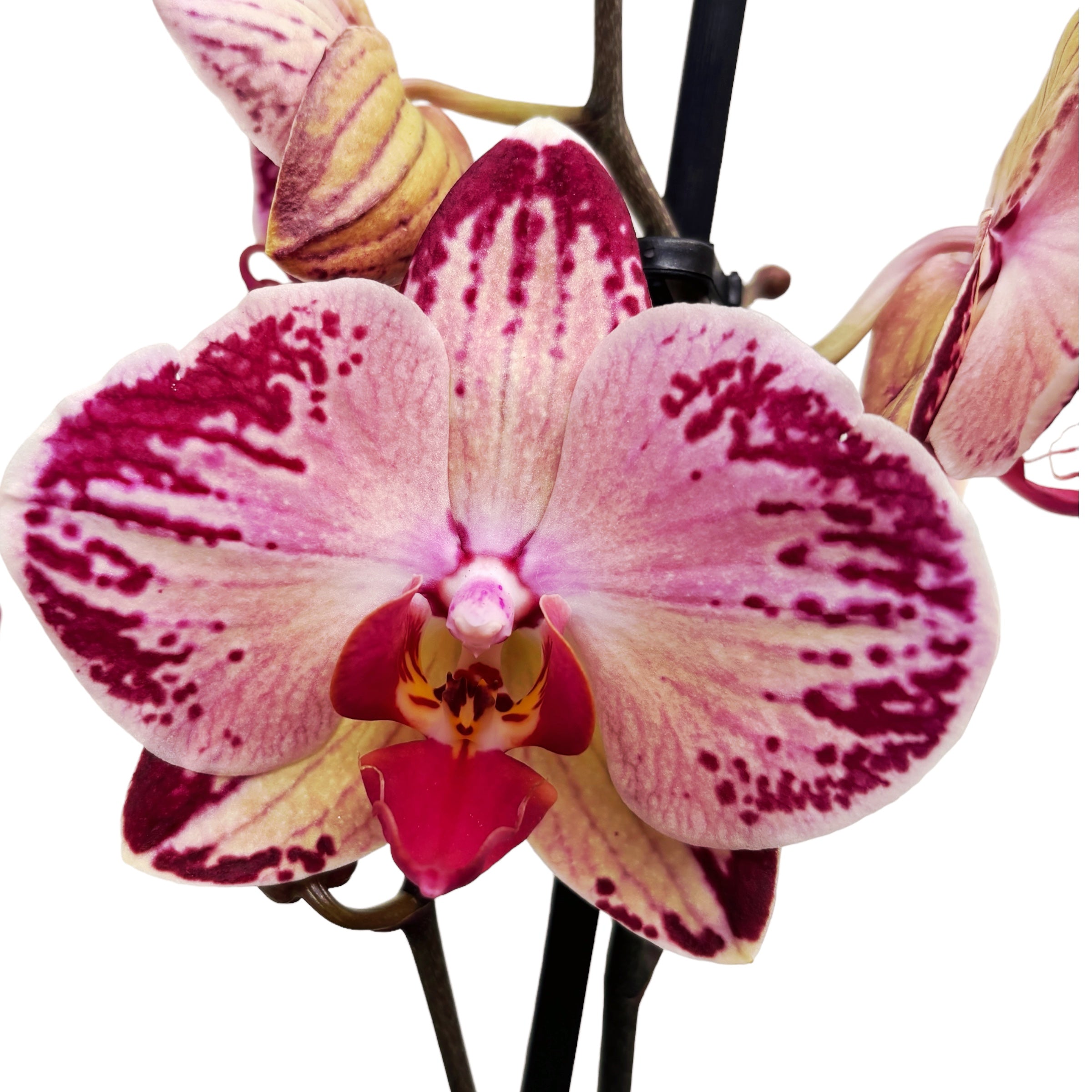 Phalaenopsis Paisaje
