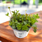 Portulaca grandiflora mix – floarea de piatra, inflorire abundenta si rezistenta la seceta