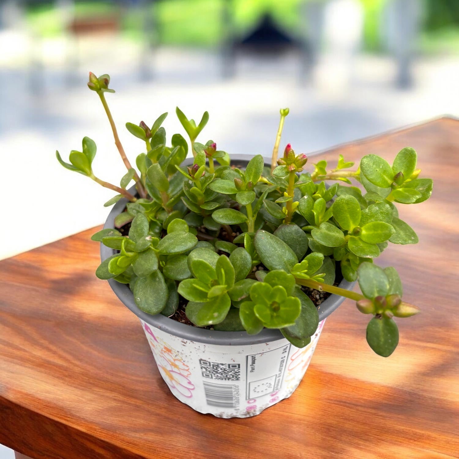 Portulaca grandiflora mix – floarea de piatra, inflorire abundenta si rezistenta la seceta