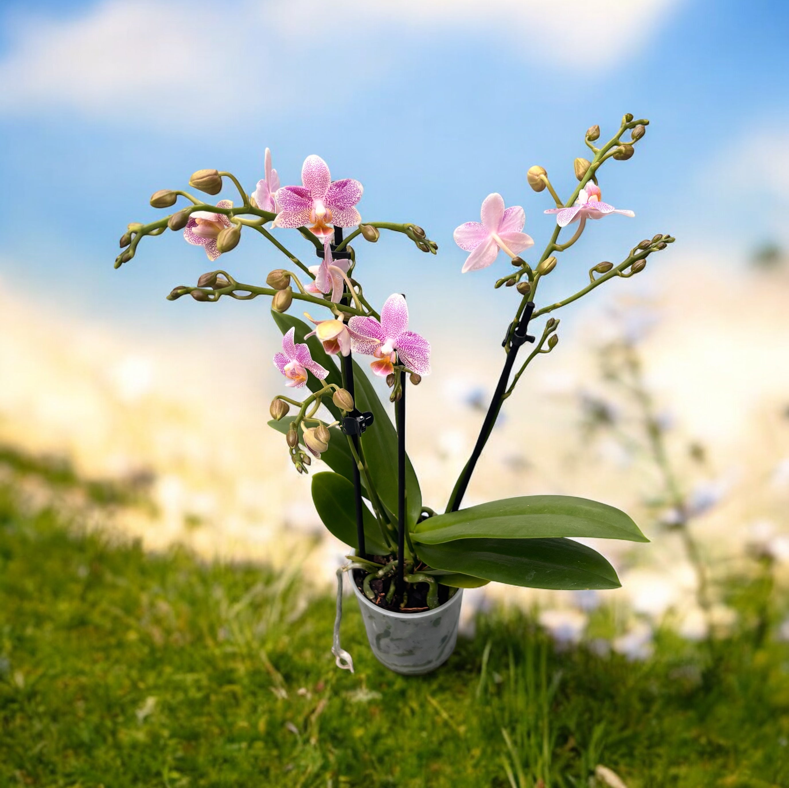 Phalaenopsis Little Star (Mayshang Angel, Zambia) parfumata