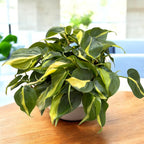 Philodendron scandens ‘Brasil’ 10 plantes/pot