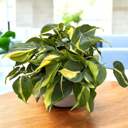 Philodendron scandens 'Brasil' XL (6-7 plante/ghiveci) – Secret Garden  Plant Shop