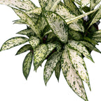 Dieffenbachia Vesuvius
