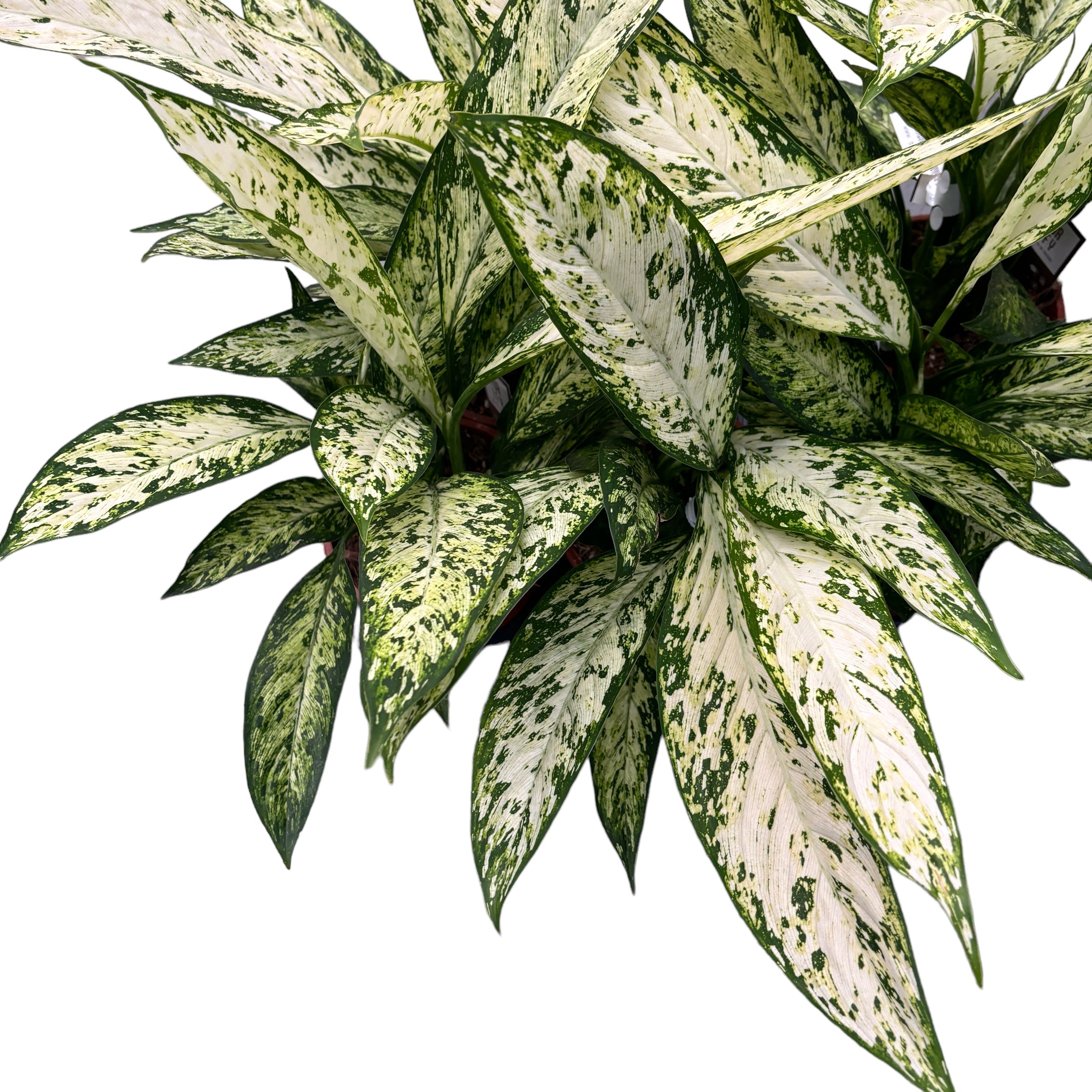Dieffenbachia Vesuvius