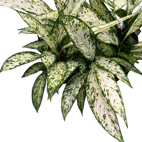 Dieffenbachia Vesuvius (2 plants/pot)
