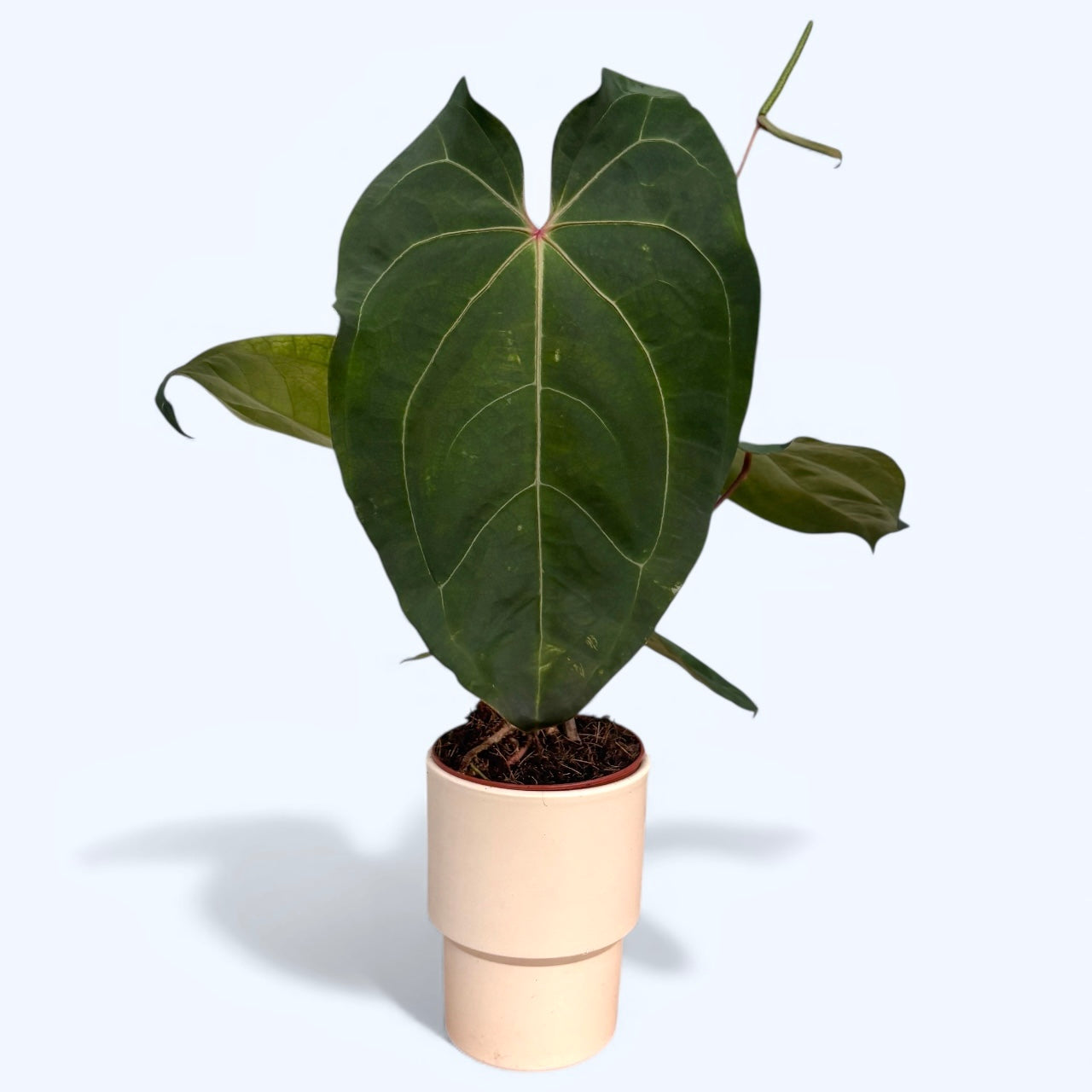anthurium blad Anthurium papillilaminum – sällsynt botanisk art med sammetslena blad – Secret Garden Plant Shop