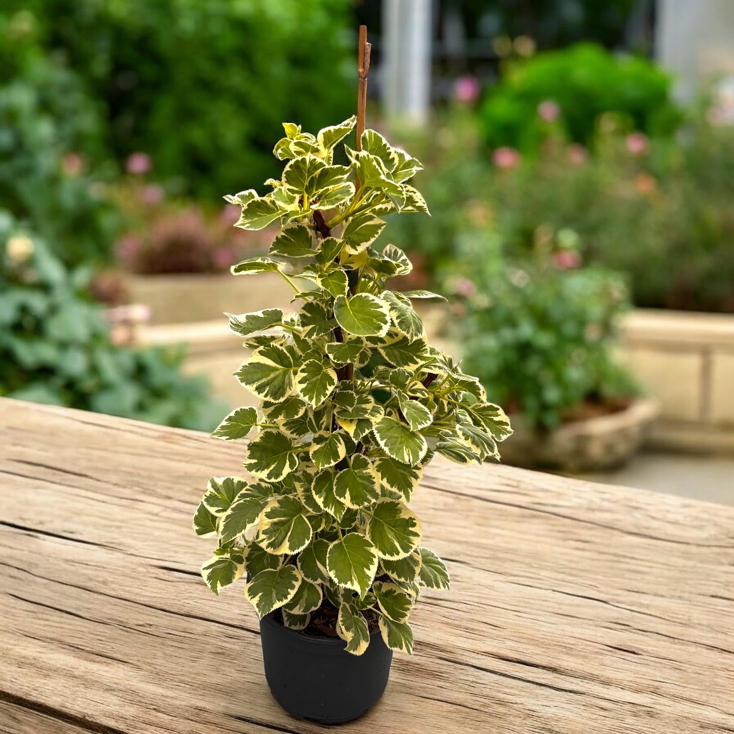 Hortensie cataratoare cu frunze variegate si flori delicate - Hydrangea petiolaris 'Silver Lining'